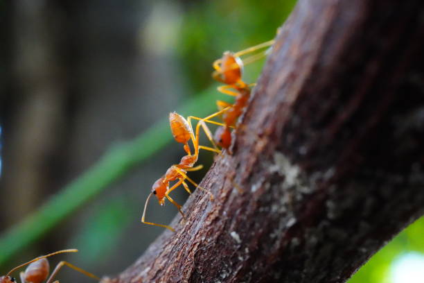 Red ant on tree Red ant on tree durinr working ants-walking stock pictures, royalty-free photos & images