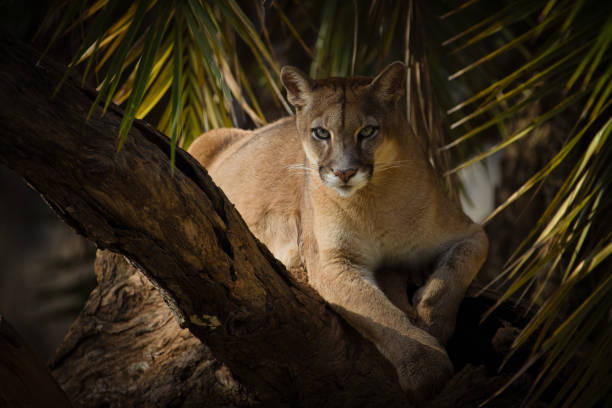 Cougar or Mountain Lion (Puma concolor) facing the camera. Magnificent Light Panther portrait.