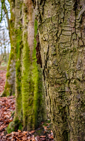 Closeup of a tree trunk with trees and leaves in background.