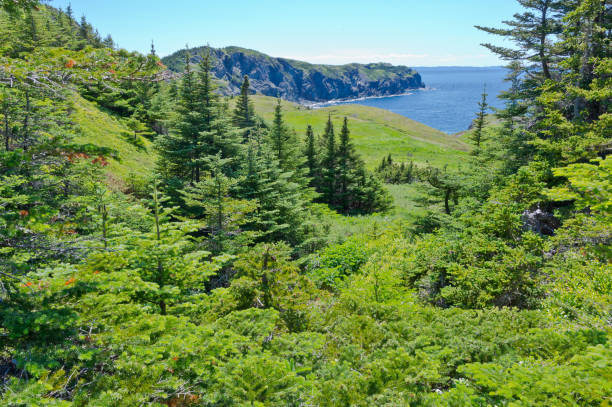istock Spruce and fir trees 1321518222