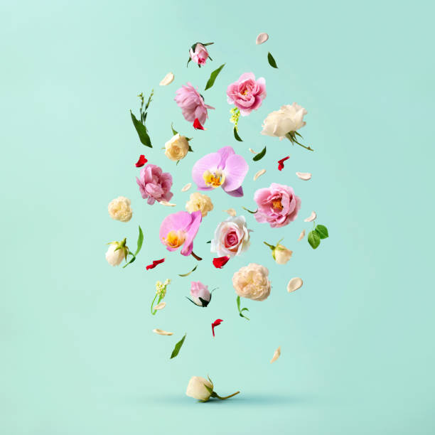 Beautiful spring flowers flying in the air, against teal background; Creative spring floral layout. Minimal birthday, valentines or wedding concept. Beautiful spring flowers flying in the air, against teal background; Creative spring floral layout. Minimal birthday, valentines or wedding concept. bouquet photos stock pictures, royalty-free photos & images