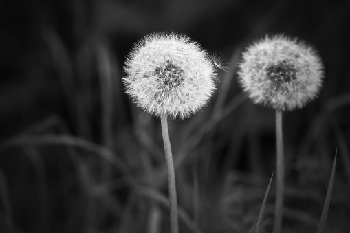 Dandelion flowers with fluffy seed heads, black and white photo