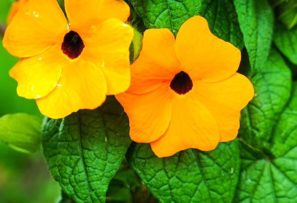 Black Eyed Susans climbing a fence at Lake Atitlan Guatemala.