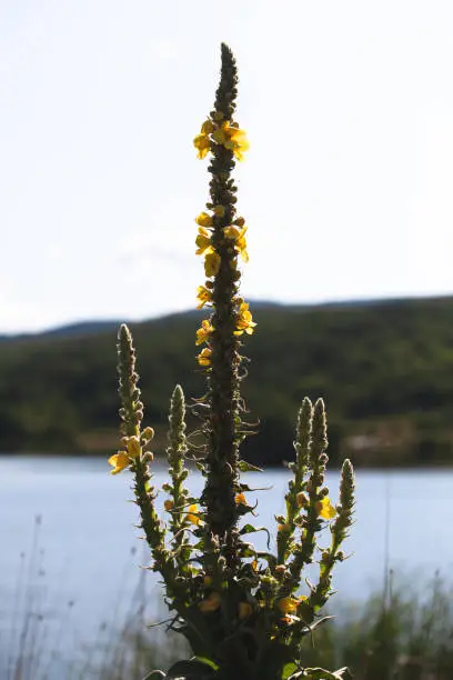 Yellow flowers of Verbascum densiflorum, the denseflower mullein or dense-flowered mullein, it is a plant species in the genus Verbascum