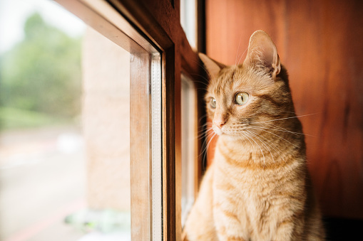 A ginger cat looking through a window