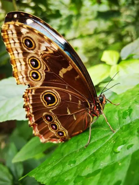 Beautiful butterfly sitting on a wet leaf
