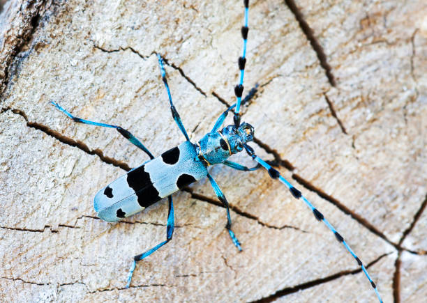 istock Alpine longhorn beetle, blue insect 1321519410