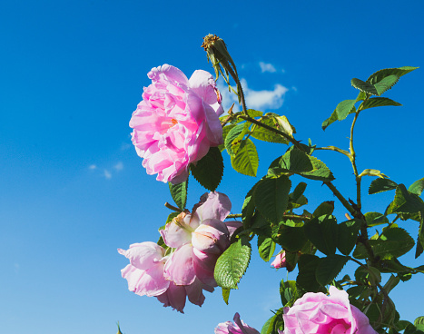 In the Roses Fields near Karlovo and Kazanlak, Stara Zagora, Plovdiv, the Rose Valley, Rose festival
