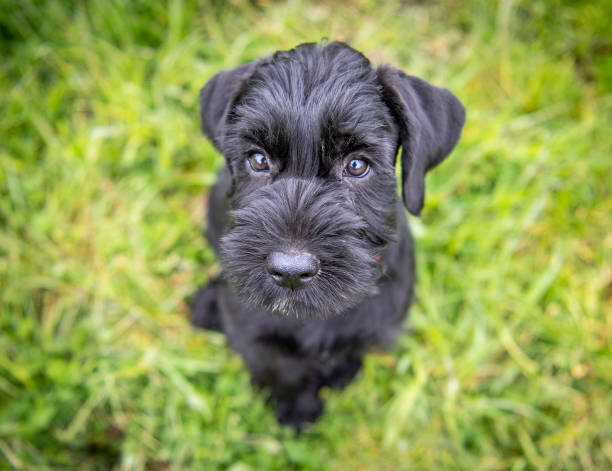 istock Black miniature schnauzer puppy sitting on grass looking up, face in focus everything else blurry 1321521449