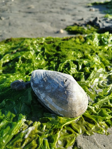 Closed seashell in seaweed at low tide