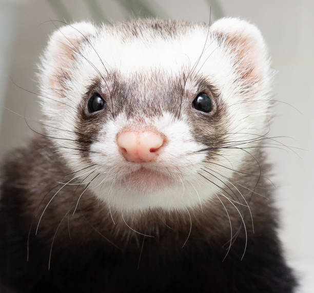 istock Cute young ferret sitting facing front, looking to camera. Isolated on a white background. 1321522803