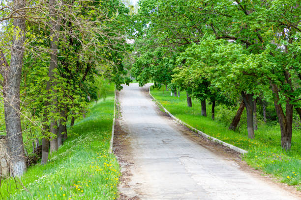 istock Asphalt road between trees in village 1321522839
