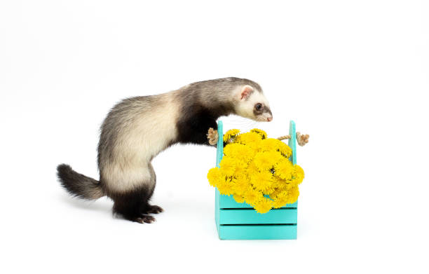 istock Ferret with Flower on Isolated White Background 1321522957