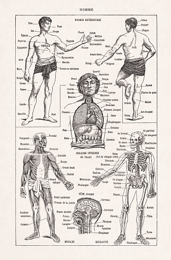 Old illustration about the human body printed in the french dictionary 