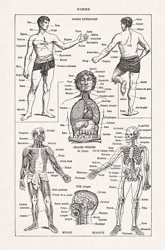 Old Illustration About The Human Anatomy Stock Illustration - Download