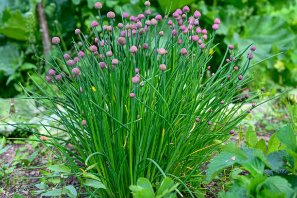 cebolinha crescendo em um jardim na suécia - chive allium flower cultivated herb - fotografias e filmes do acervo