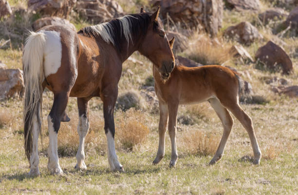 garanhão de cavalo selvagem com um potro jovem - 6723 - fotografias e filmes do acervo