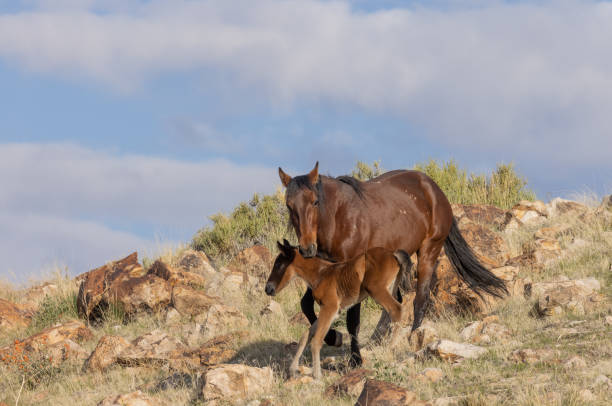 wild horse stute und fohlen - 6721 stock-fotos und bilder