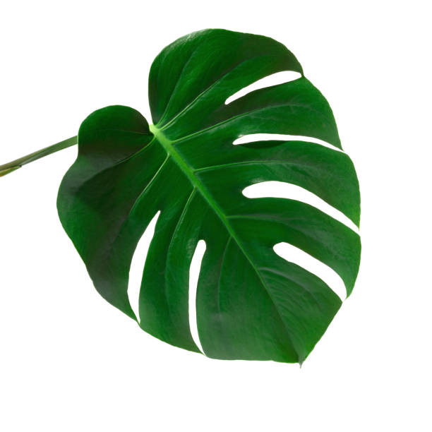 istock Monstera plant leaf isolated on white background 1321526906