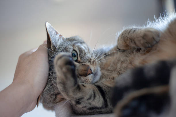istock man petting family cat with hand 1321527162