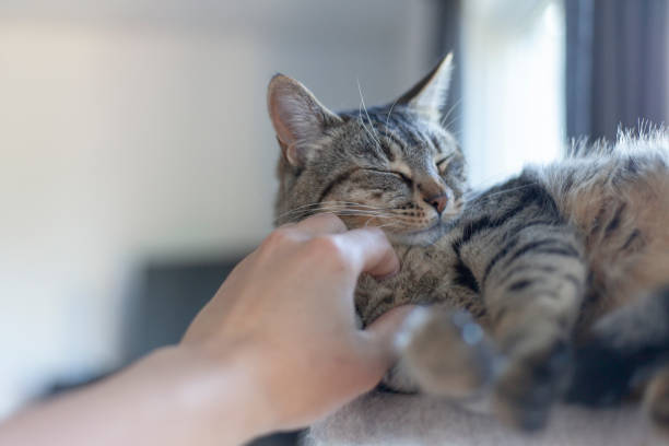 istock man petting family cat with hand 1321527177