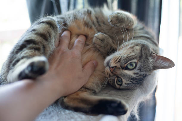 istock man petting family cat with hand 1321527219