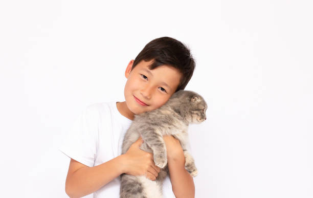 Little boy with gray kitty in hands, isolated on white