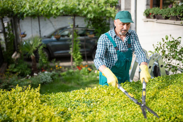 istock Senior gardener is trimming hedge with hedge clippers. 1321528034