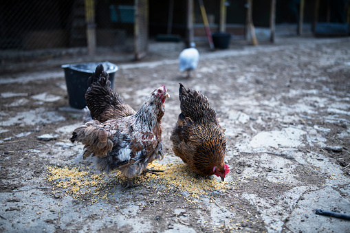 A shot of a chickens while eating.