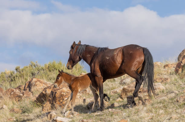 wild horse mare and foal - 6720 imagens e fotografias de stock