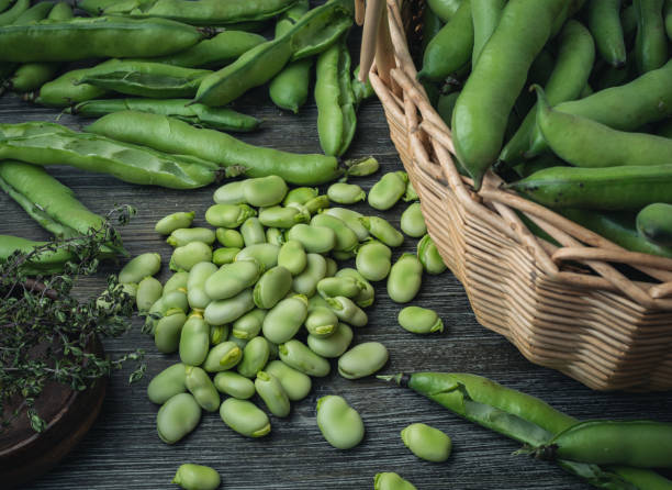 fèves - fava bean broad bean food freshness photos et images de collection