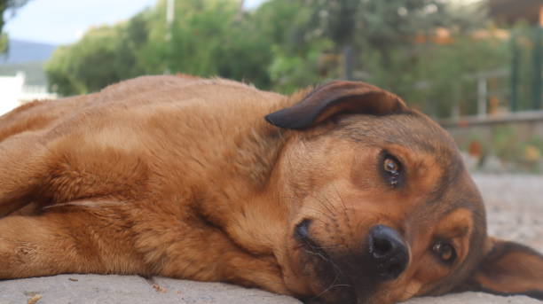 istock Brown colored street dog posing to the camera. 1321530038