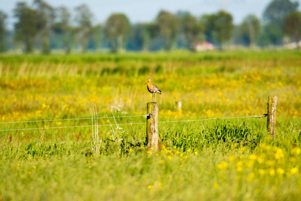 istock Godwit on pole in Friesland 1321530133
