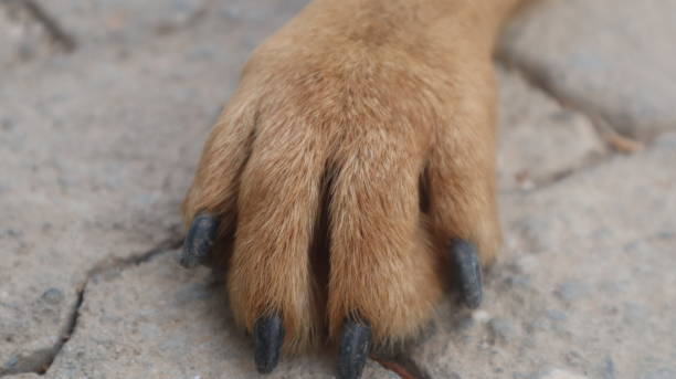 istock Brown colored street dog posing to the camera. 1321530251