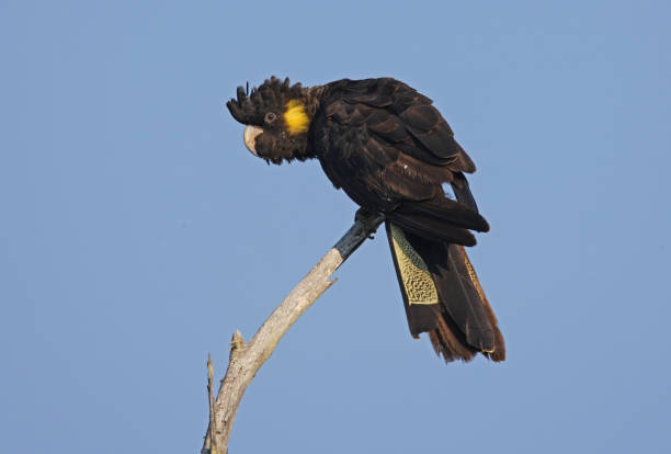 istock Yellow-tailed Black-cockatoo 1321530292