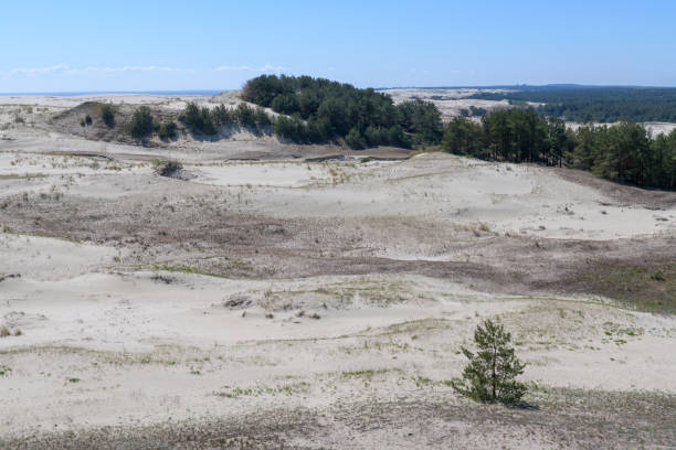 istock Sandy beaches of the Curonian Spit 1321530387