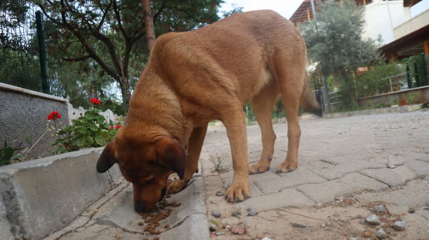 istock Brown colored street dog posing to the camera. 1321531466