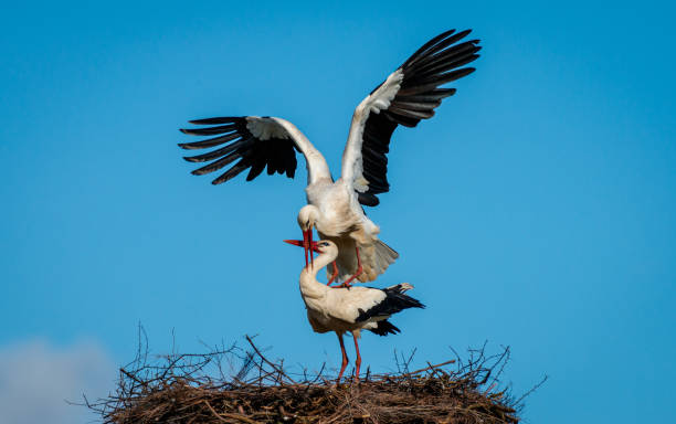 istock White storks breeding on nest with bright blue sky background Charente-Maritime 1321532350