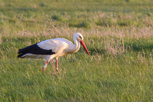 White stork (Ciconia ciconia) foraging in estuarial wetland pastures, under soft evening light, observed during spring and summer months along the Gironde estuary, Charente Maritime, Nouvelle Aquitaine, France