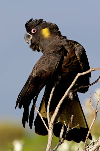 istock Yellow-tailed Black-cockatoo 1321532430