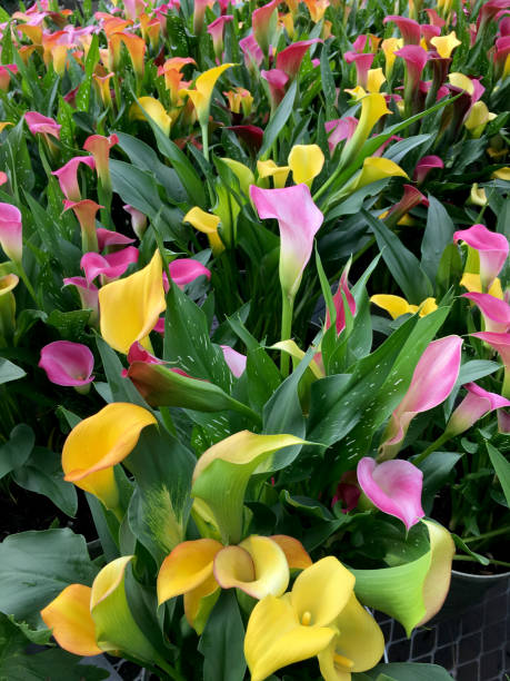istock Multi-colored Canna lilies in full bloom in early summer garden 1321532703