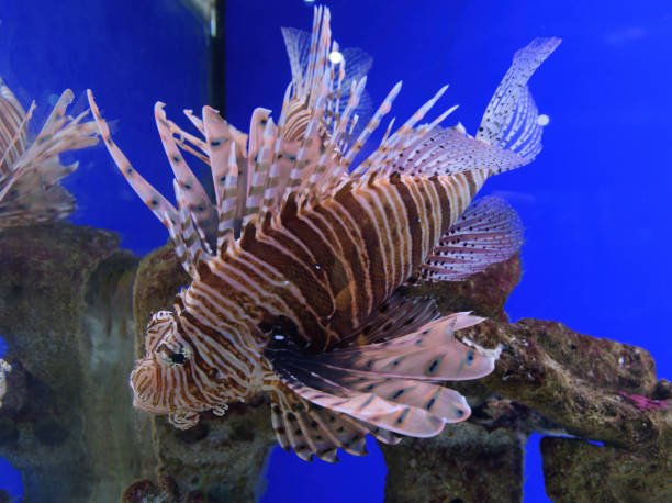 Clearfin lionfish (pterois radiata) Clearfin lionfish (pterois radiata) in the water pterois radiata stock pictures, royalty-free photos & images