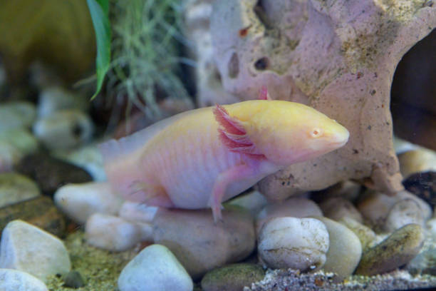 istock axolotl on the aquarium background 1321533522