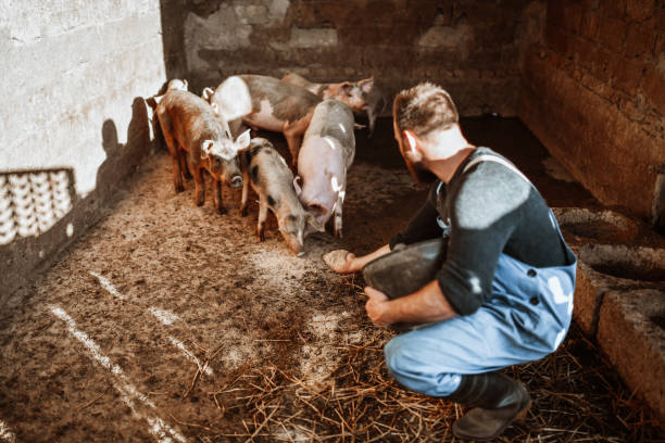 contadino barbuto che mostra amore e cura per i suoi maiali - maiale foto e immagini stock