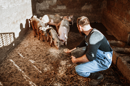 Bearded Farmer Showing Love And Care For His Pigs