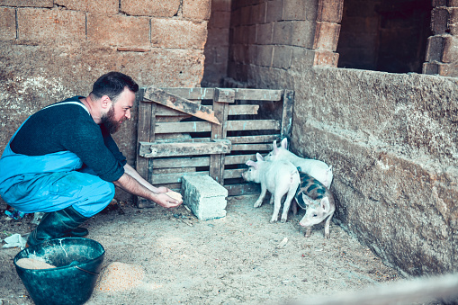 Bearded Male Farmer Trying To Feed Piglets