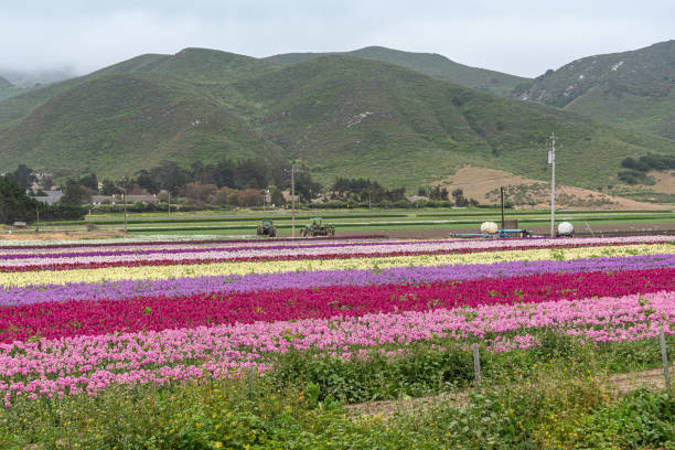 istock British stock flowers fields and hills in Lompoc, CA, USA. 1321533793