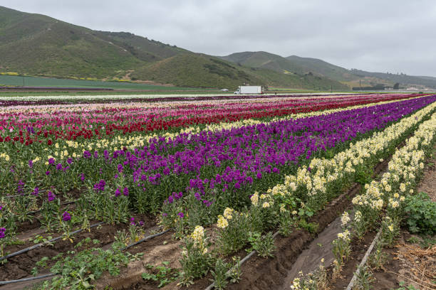 View on rows of British Stock flowers on field in Lompoc, CA, USA. stock photo