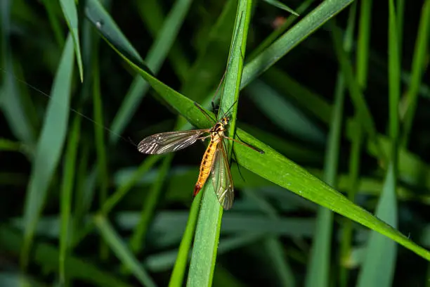 Nephrotoma appendiculata, the spotted crane fly, is a species of crane fly.