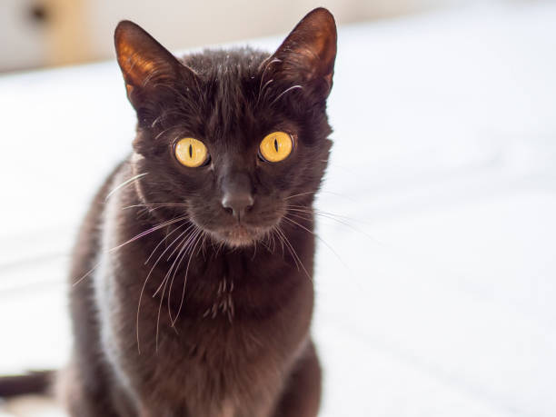 istock Black domestic female cat resting at home looking at camera. 1321535399